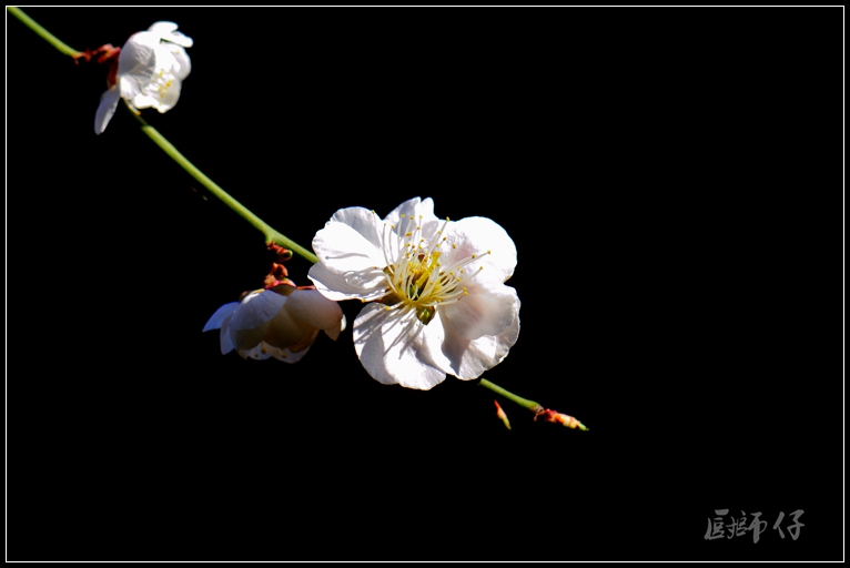 DSC_4437.jpg