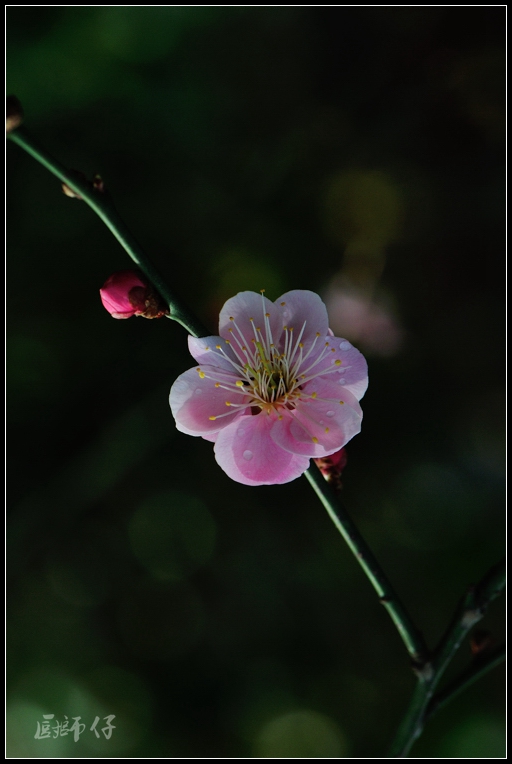 DSC_41141.jpg