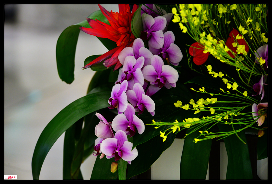 DSC_8509_����.jpg