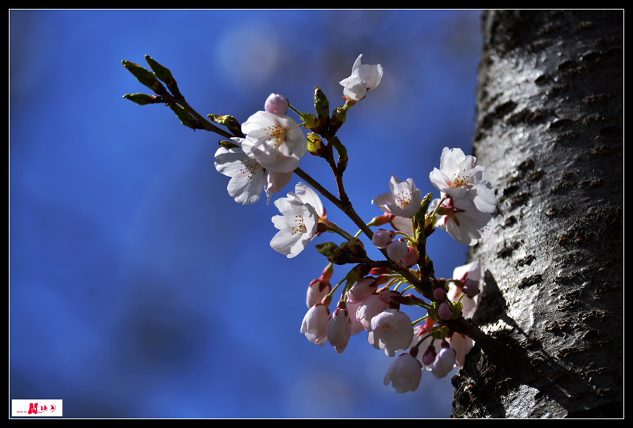 DSC_8936_����_����.jpg