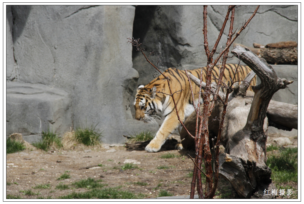 _MG_0068.JPG