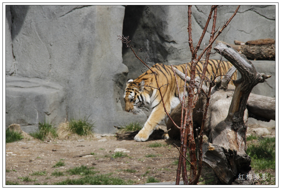 _MG_0068.JPG