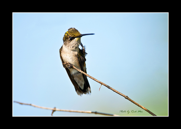 DSC_8639C.jpg