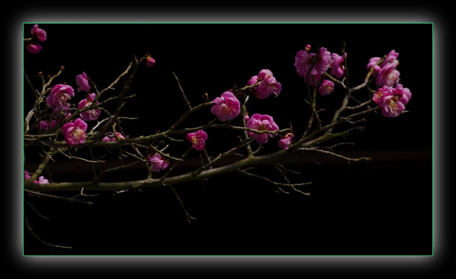 DSC_8261.jpg