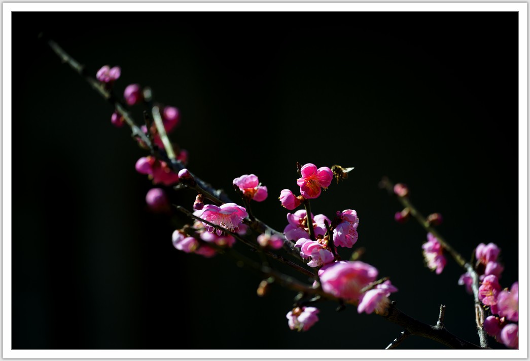 DSC_9123.jpg