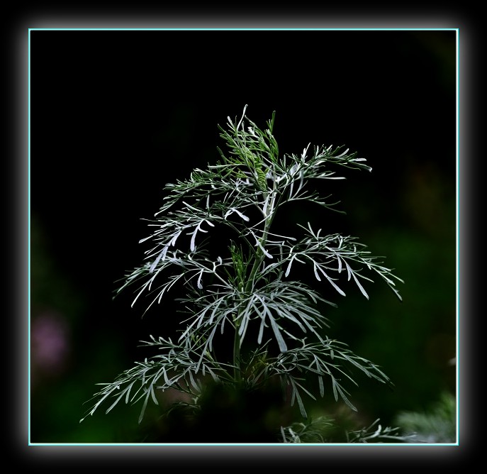 DSC_7666.jpg