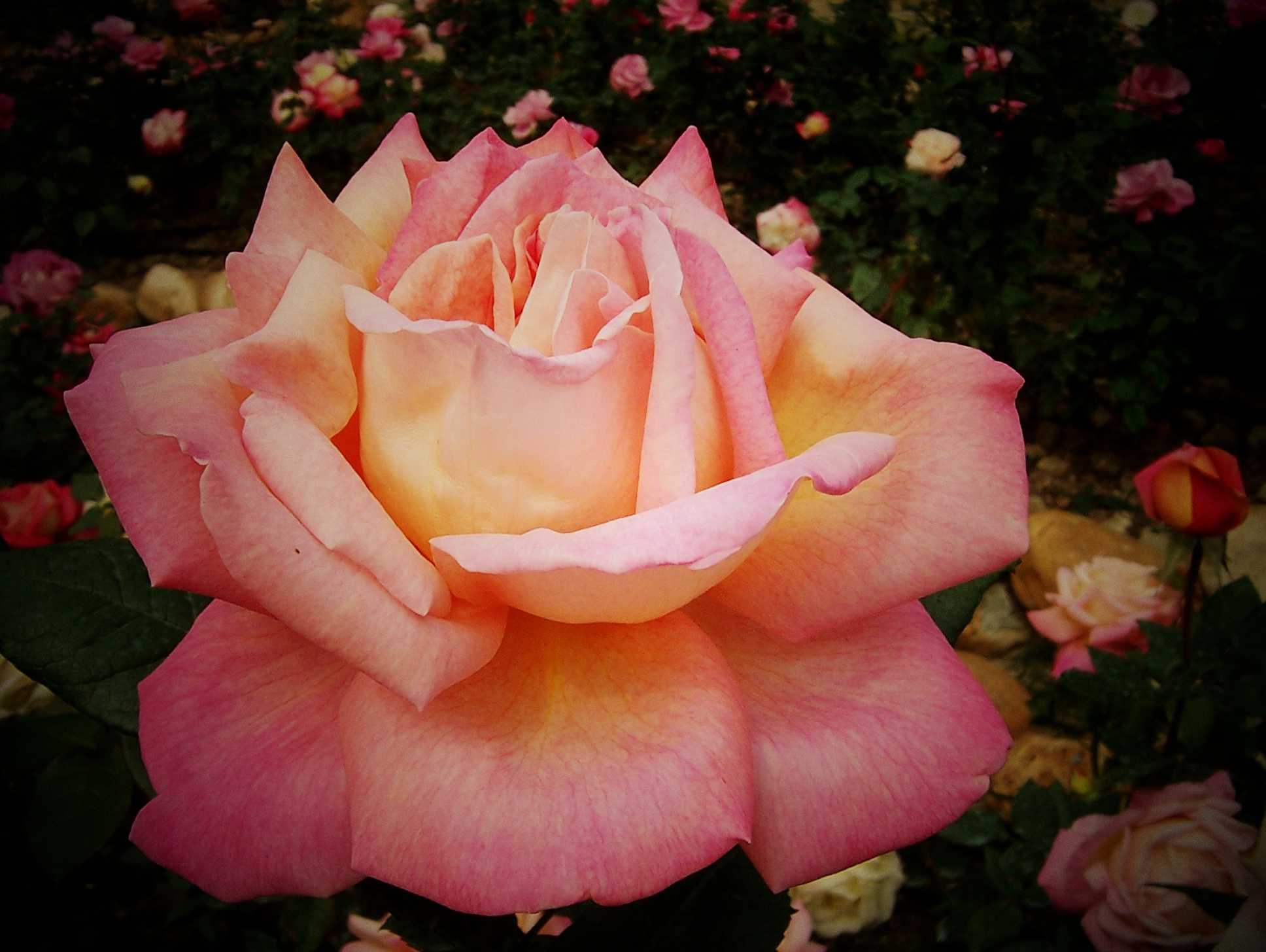 100_8955.JPG