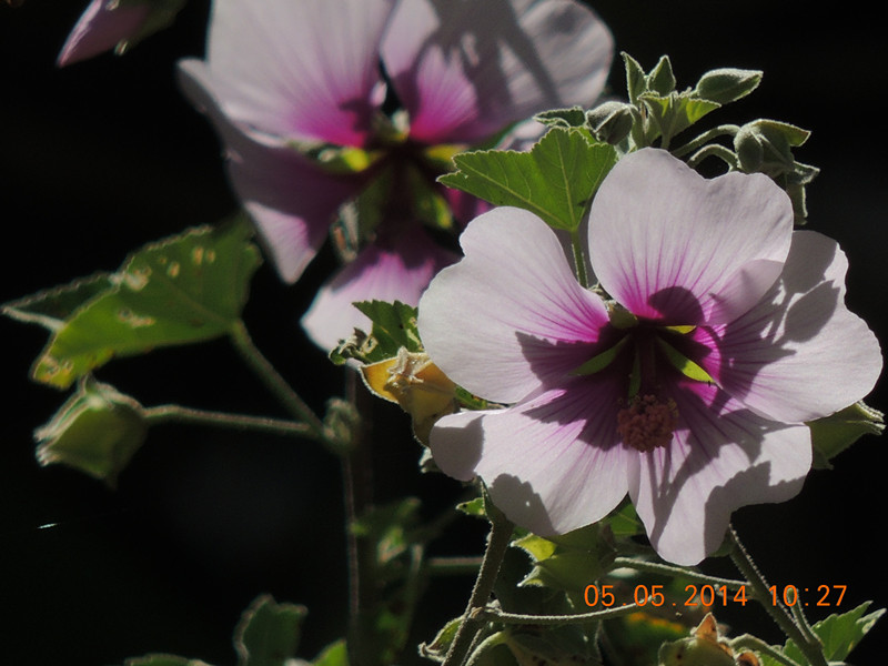 flowers 2014 960_.jpg