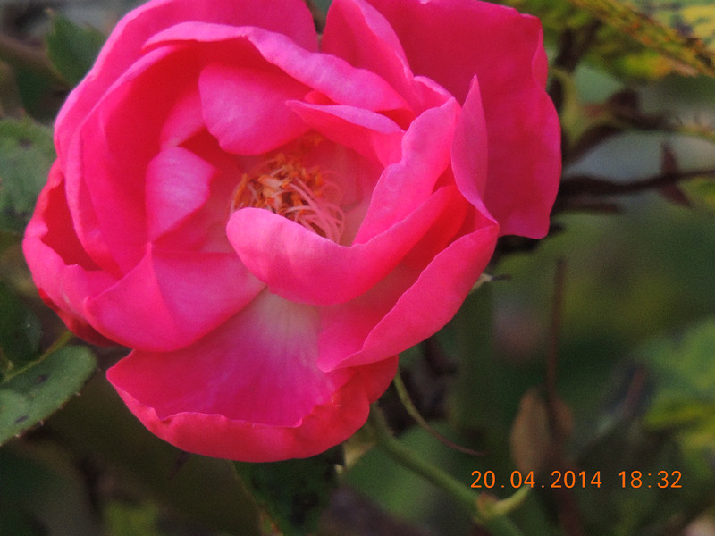 flowers 2014 942_.jpg