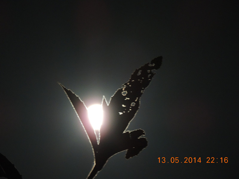 moon 019_.jpg