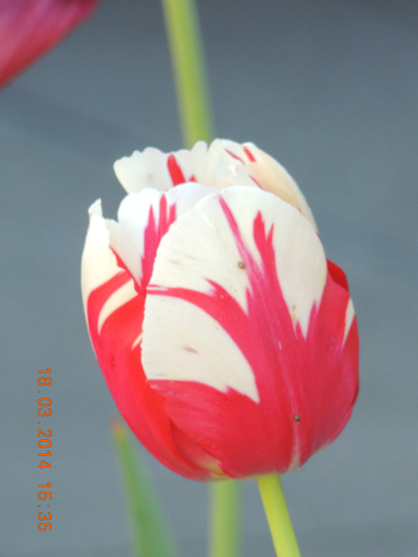 flowers 2014 543_ת_.jpg