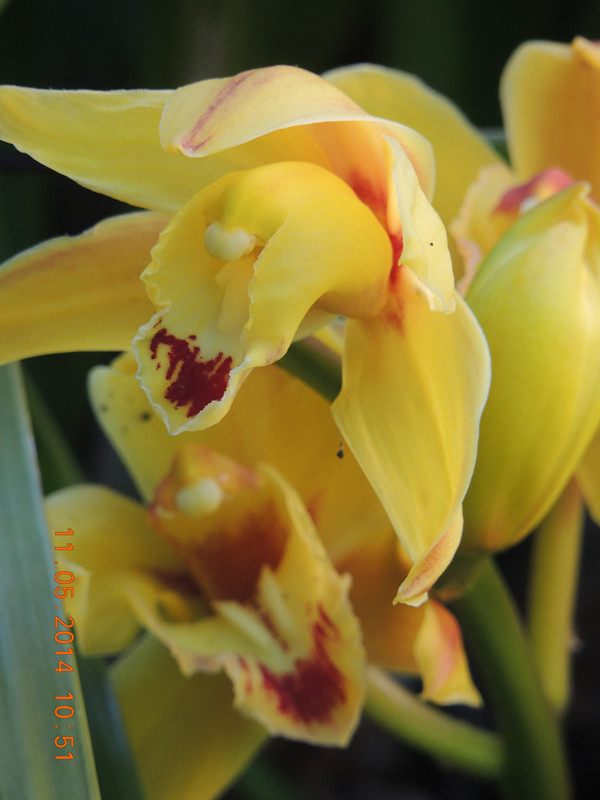 flowers 2014 1007_ת_.jpg