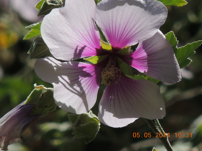 flowers 2014 977_.jpg