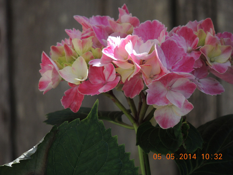flowers 2014 983_.jpg
