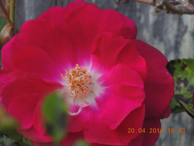 flowers 2014 945_.jpg