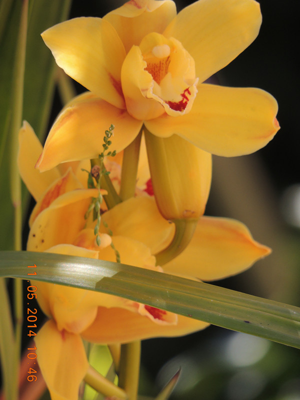flowers 2014 994_ת_.jpg