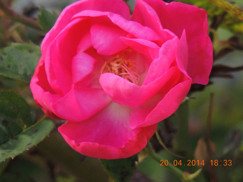 flowers 2014 944_.jpg