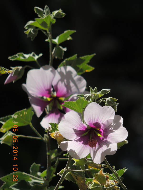 flowers 2014 964_ת_.jpg