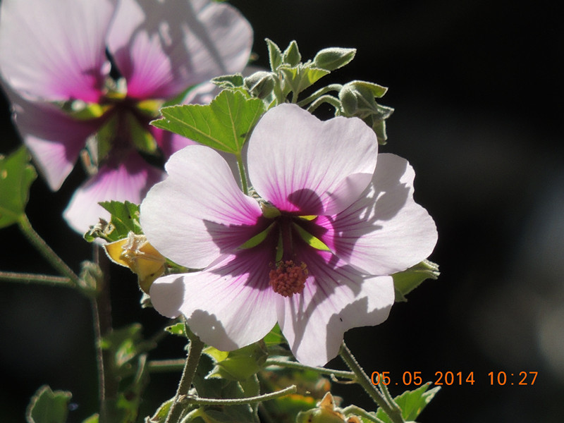 flowers 2014 958_.jpg