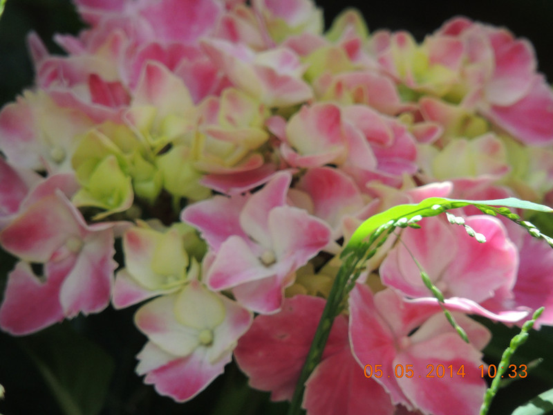 flowers 2014 986_.jpg