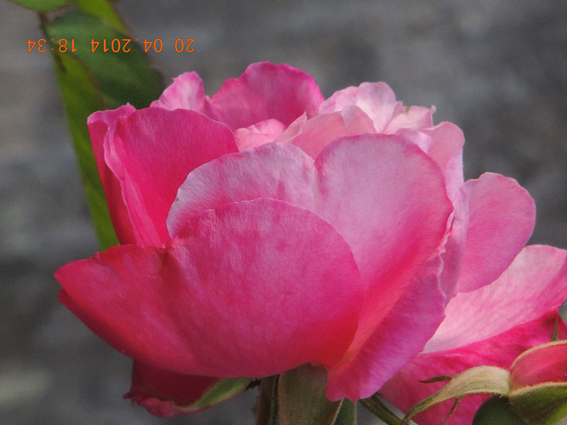 flowers 2014 948_ת_ת_.jpg
