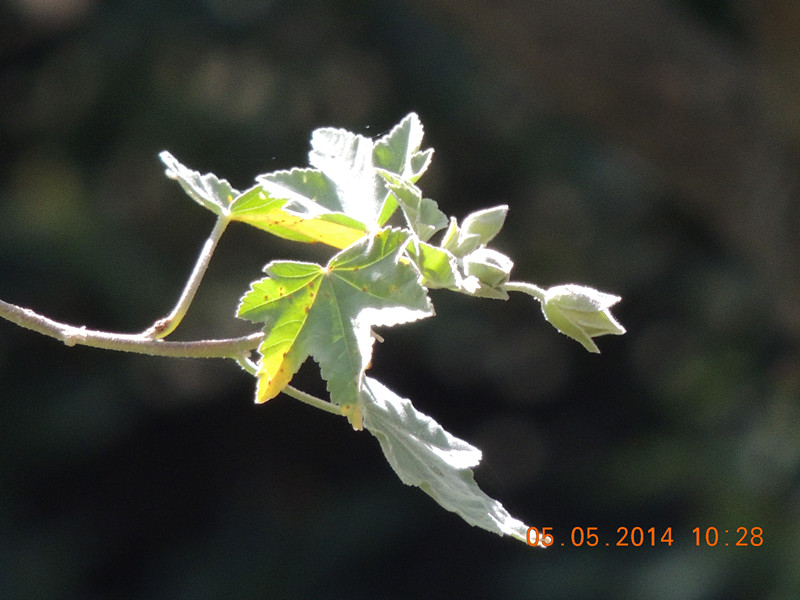 flowers 2014 965_.jpg