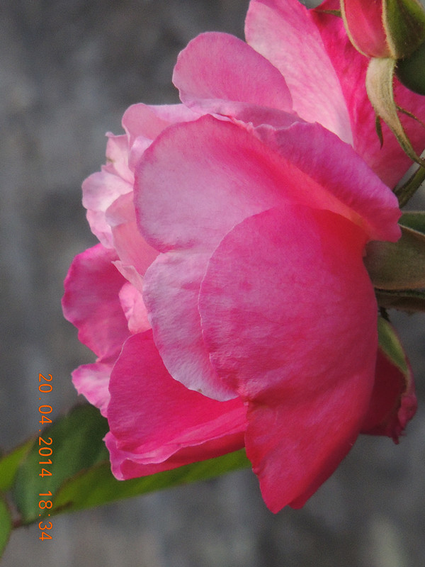 flowers 2014 948_ת_.jpg