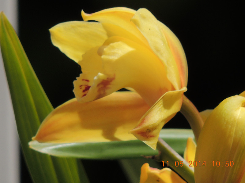 flowers 2014 1005_.jpg