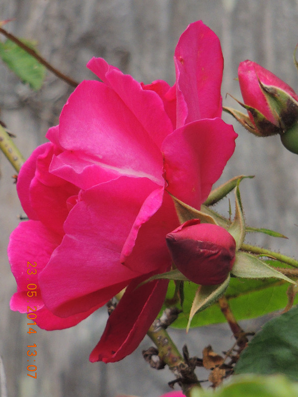 flowers 2014 1031_ת_.jpg