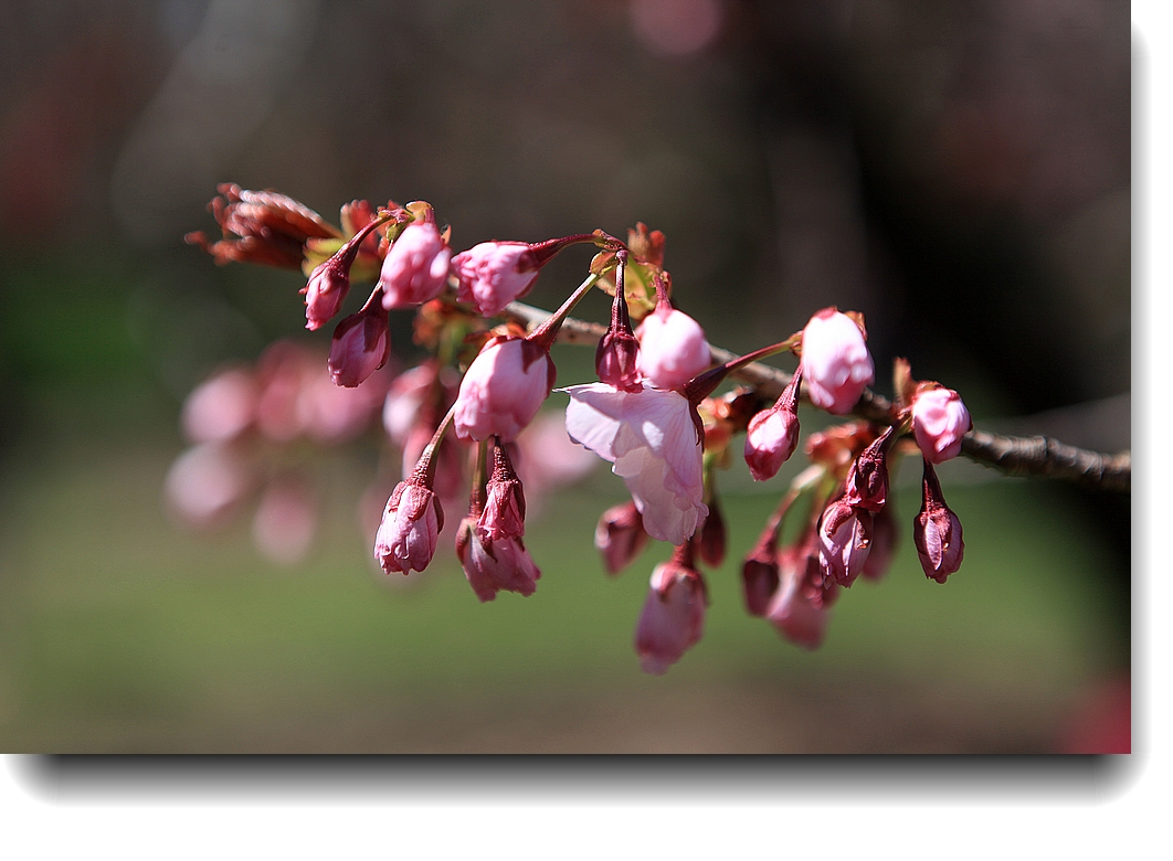 IMG_9843a.jpg