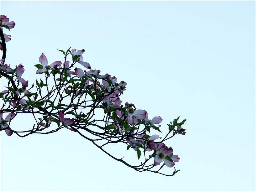 l1560641_conew1.jpg