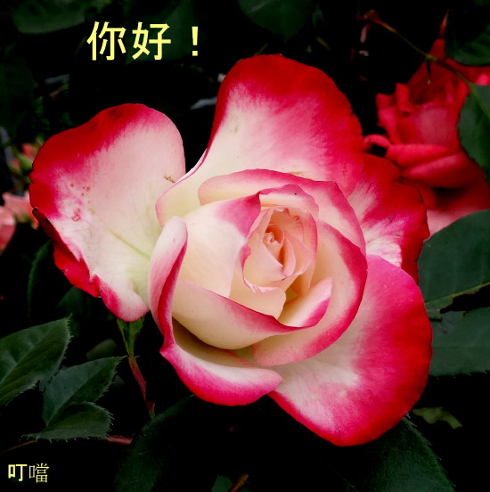 DSC01535v.jpg