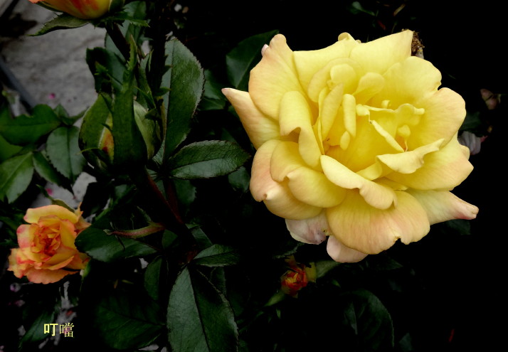 DSC01542m.jpg