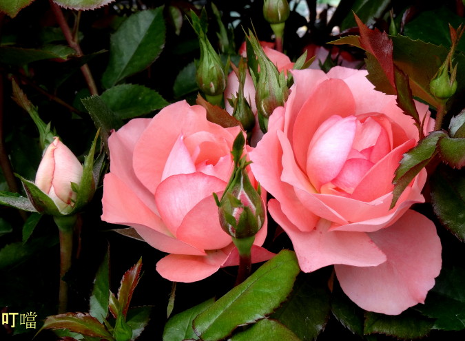 DSC01549m.jpg