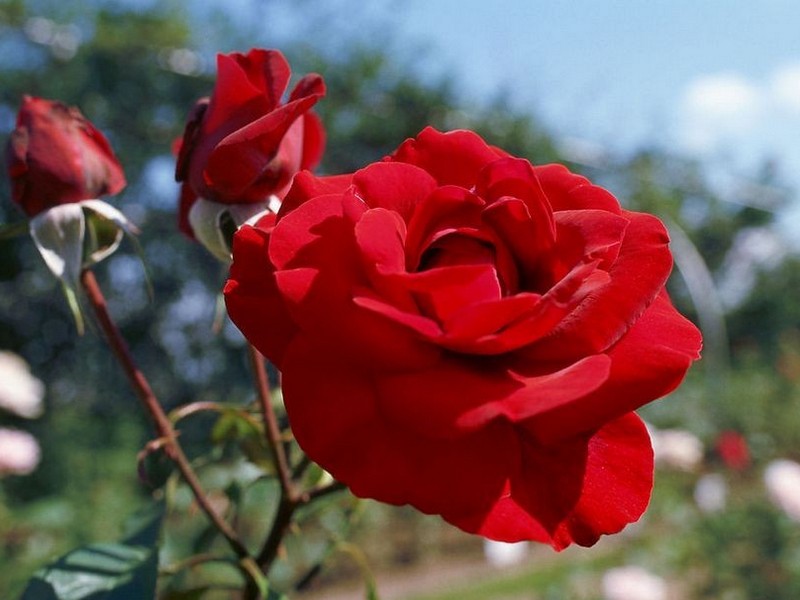 GMG_0015.jpg