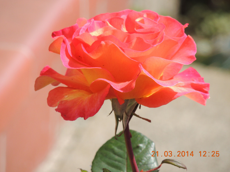 flowers 2014 583_.jpg