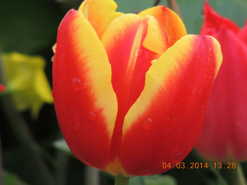 flowers 2014 309_.jpg