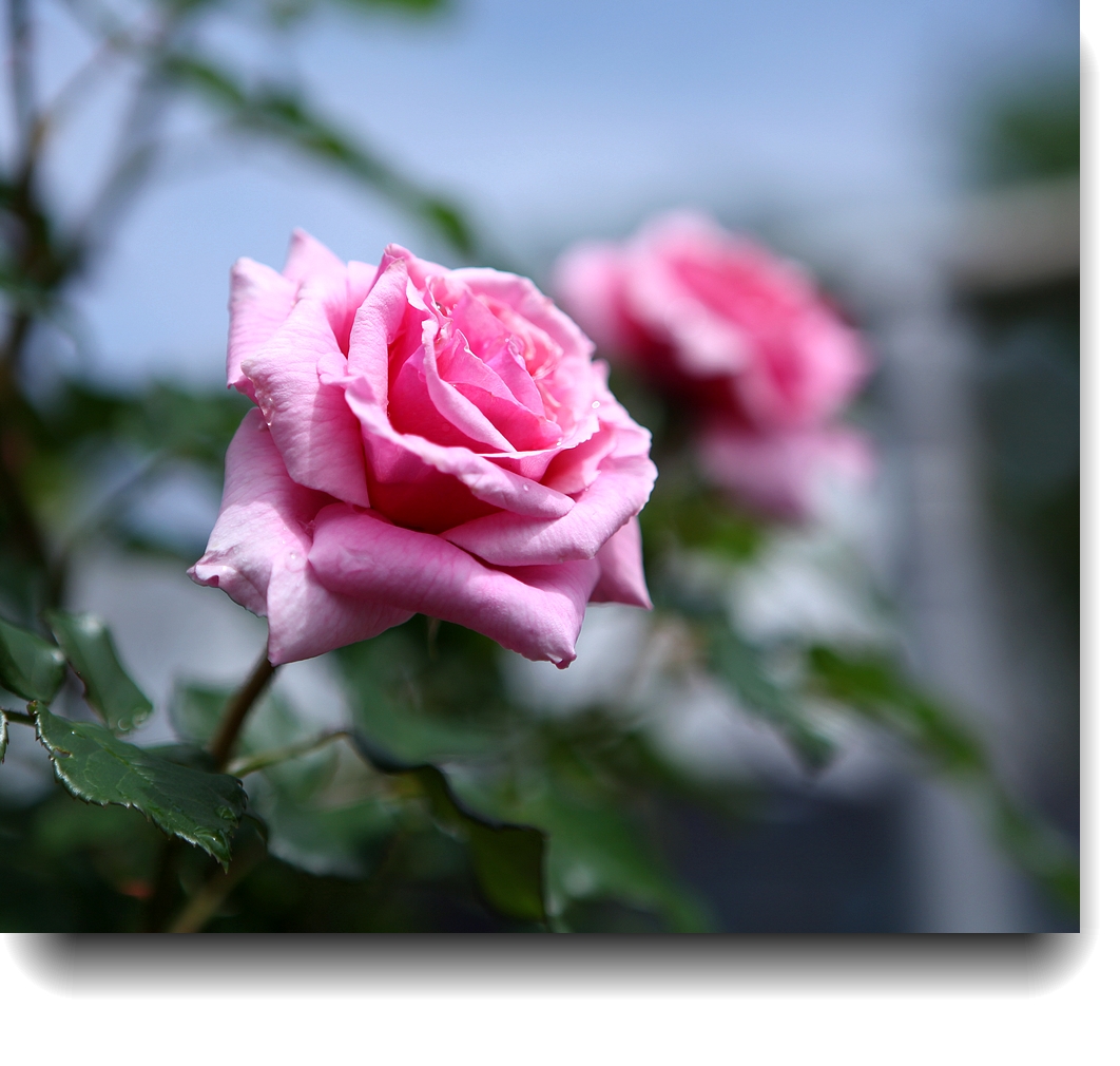 IMG_0074b.jpg