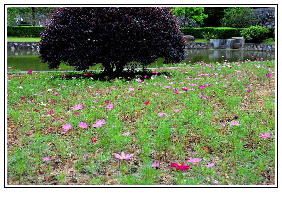 DSC_1376_conew1.jpg