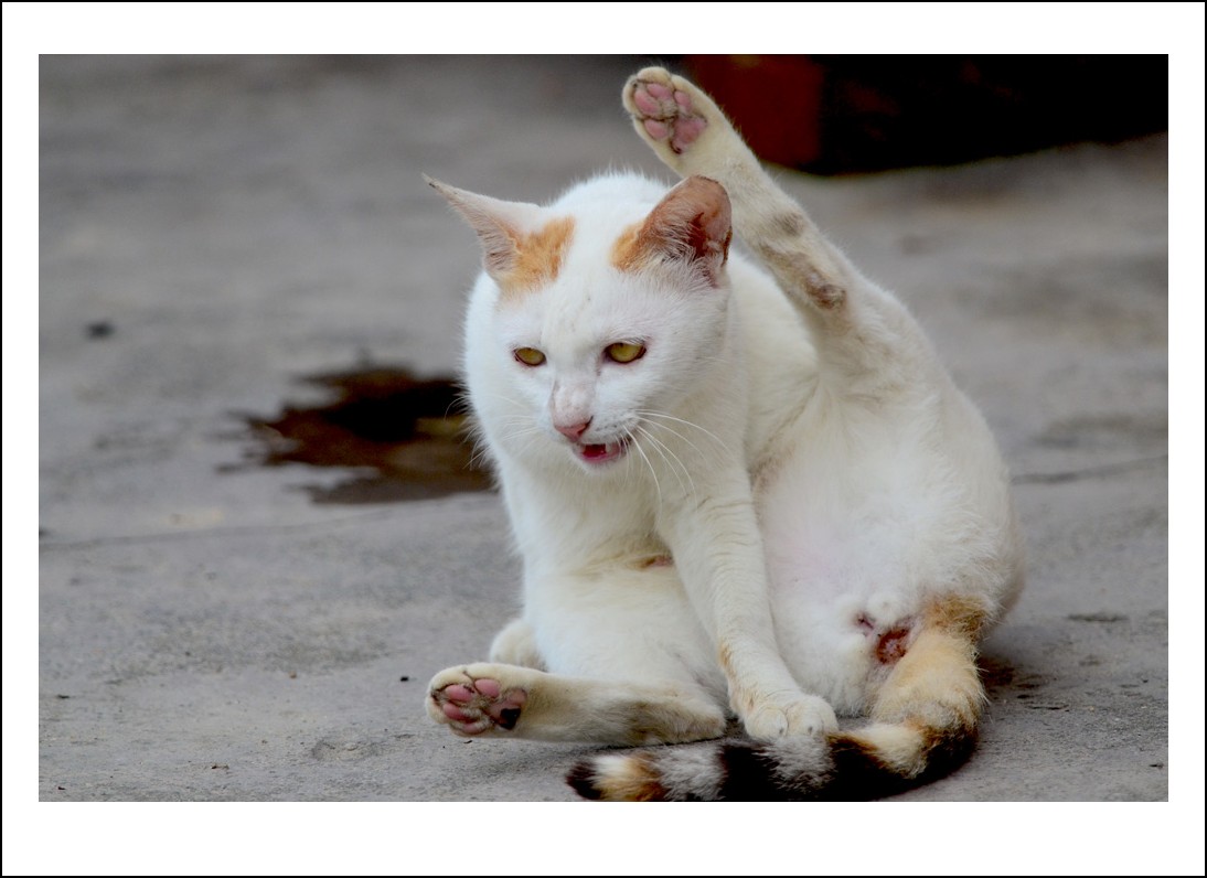 DSC_2070_conew1.jpg