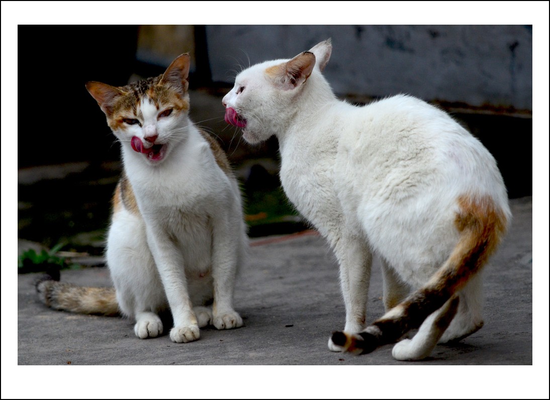 DSC_2079_conew1.jpg