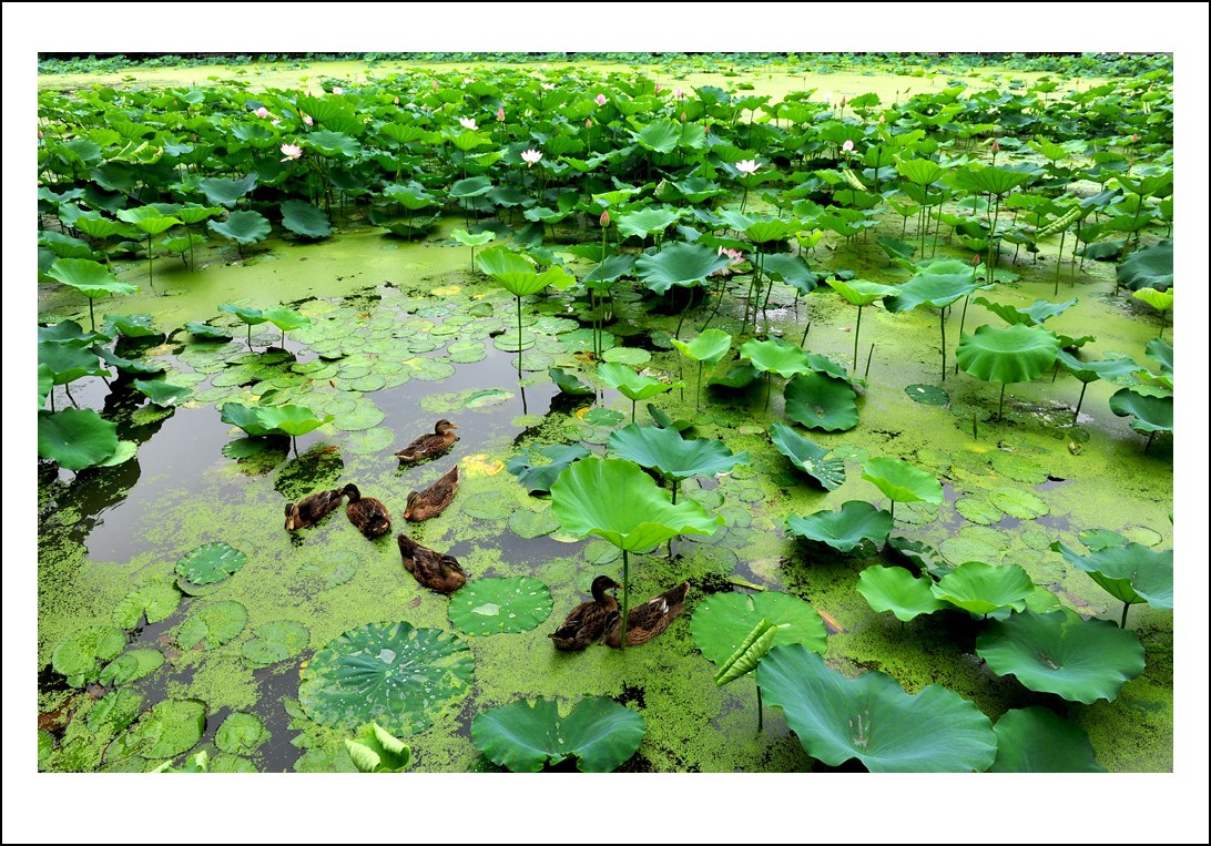 DSC_1047_conew1.jpg