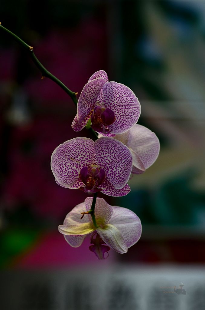 DSC_0576.JPG