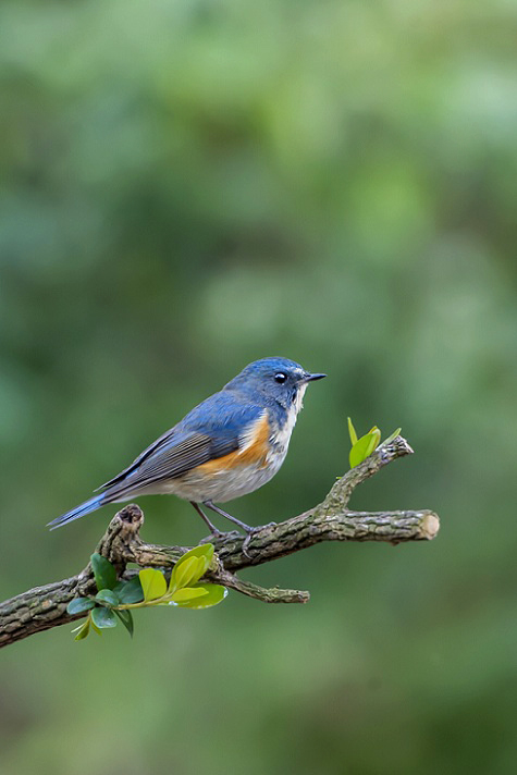 DSC_9490.jpg