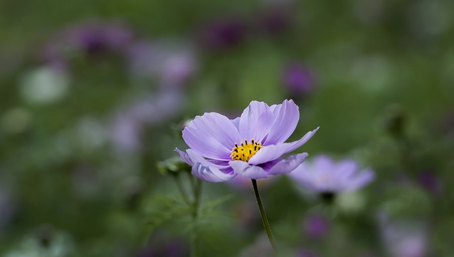 DSC_4617.jpg