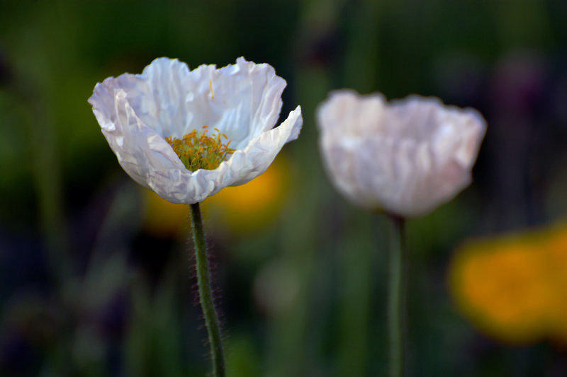 _DSC4610_1.JPG
