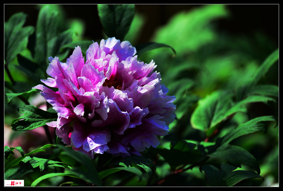 DSC_0125__.jpg