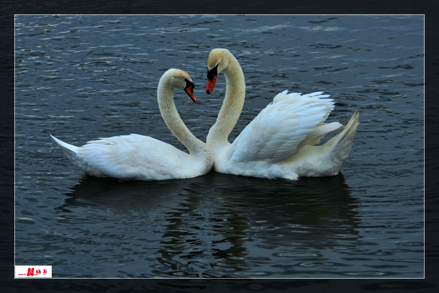 DSC_0433_.jpg