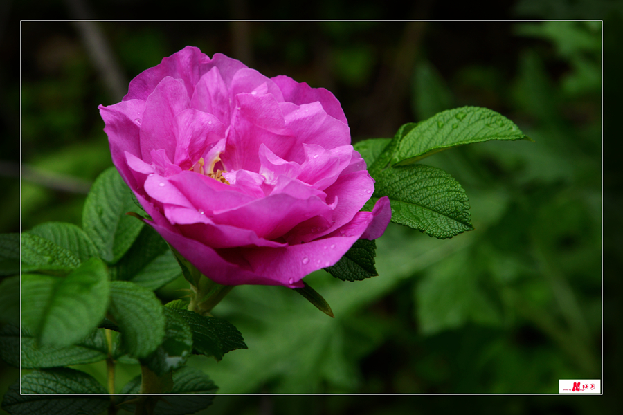 DSC_0482__.jpg