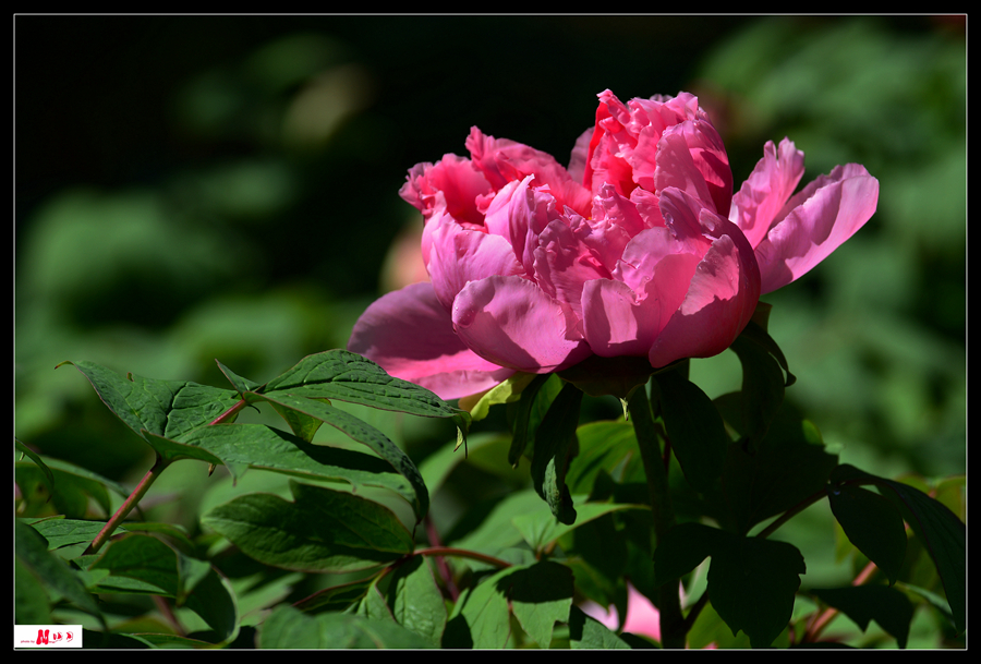 DSC_0169__.jpg